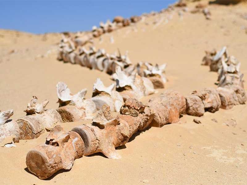 Wadi El Hitan ( Valley of Whales) Tour, Fayoum oasis