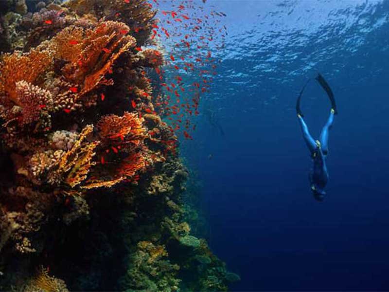 Padi Open Water Diver Course in Sharm El Sheikh Red Sea