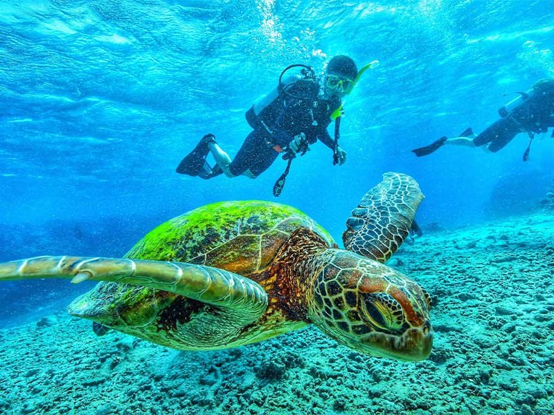 Daily Diving in Sharm El Sheikh Ras Mohamed Tiran Island Sinai Red Sea