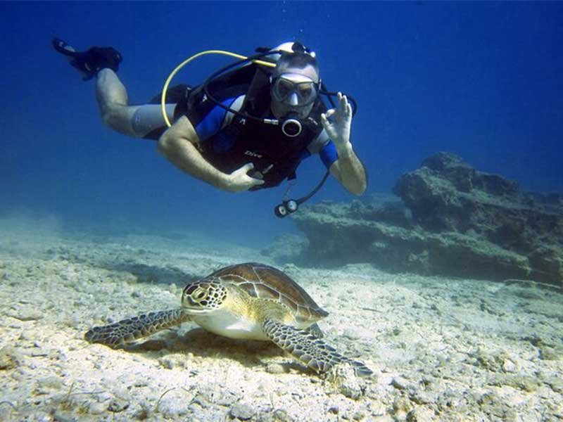 Daily Diving in Sharm El Sheikh Ras Mohamed Tiran Island Sinai Red Sea