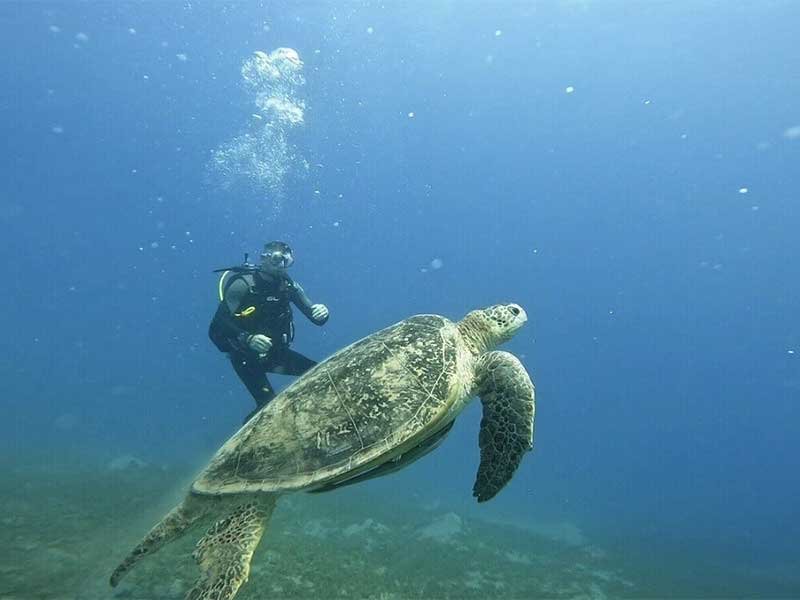 Daily Diving in Sharm El Sheikh Ras Mohamed Tiran Island Sinai Red Sea